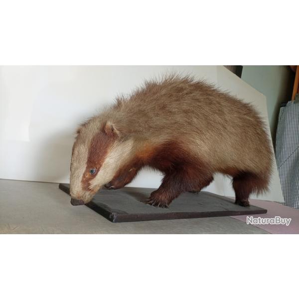 Blaireau naturalis�