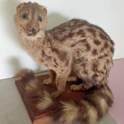 Genette naturalisée sur socle en bois