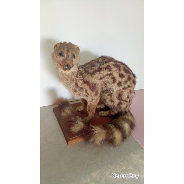 Genette naturalis�e sur socle en bois