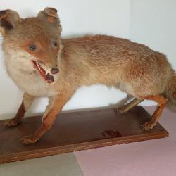 Renard naturalisé sur socle en bois