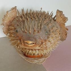 Poisson lune naturalis&eacute; sur socle en bois