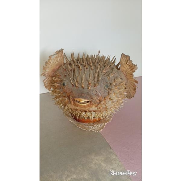 Poisson lune naturalis� sur socle en bois