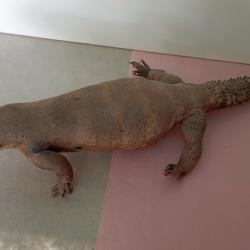 Grand fouette-queue naturalisé