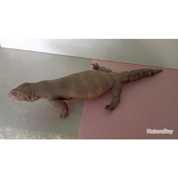 Grand fouette-queue naturalis