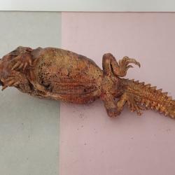 Petit fouette-queue naturalisé