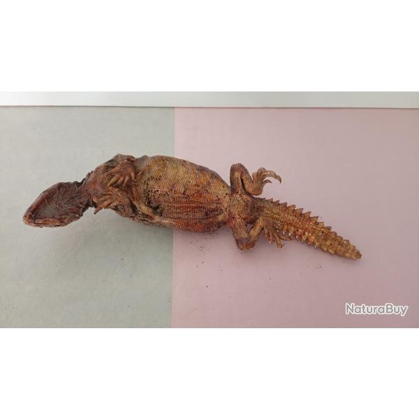 Petit fouette-queue naturalis