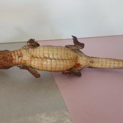 Petit crocodile naturalisé