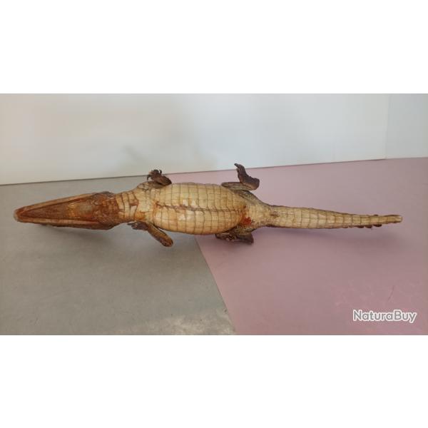 Petit crocodile naturalis