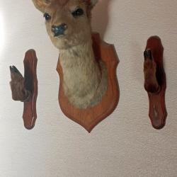 Tête de biche naturalisée et ses 2 pieds sur socles en bois