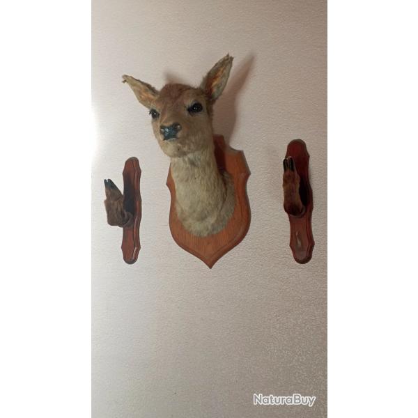 T�te de biche naturalis�e et ses 2 pieds sur socles en bois