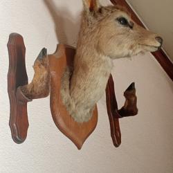 Tête de chevreuil et ses 2 pieds sur socle en bois