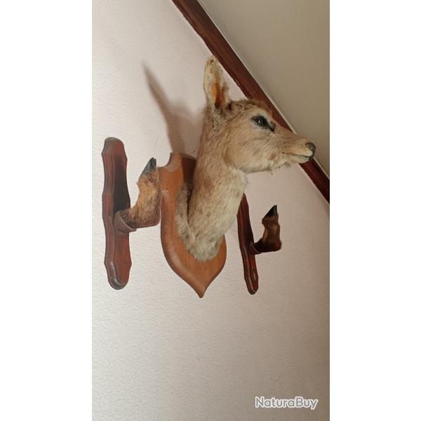 T�te de chevreuil et ses 2 pieds sur socle en bois