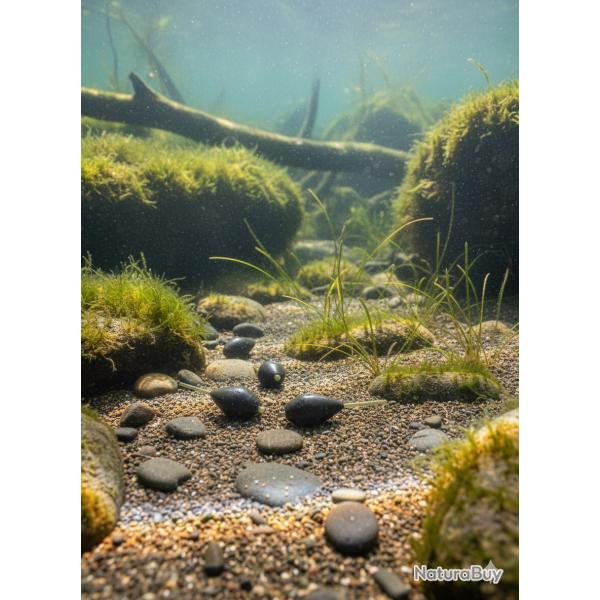 Plomb Triface  in Line