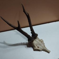 BEAU TROPHEE DE CHEVREUIL BROCARD 21CM TAXIDERMIE CHASSE