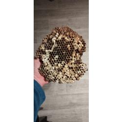 Nid de frelons objet de curiosité collection taxidermie