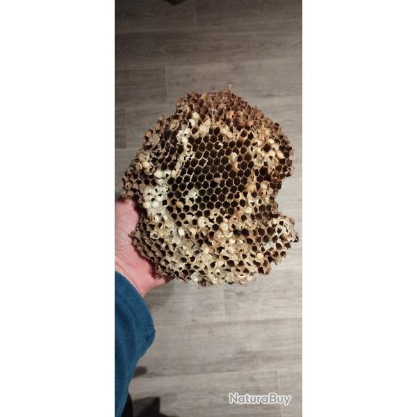 Nid de frelons objet de curiosit� collection taxidermie