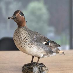 Sarcelle naturalisé