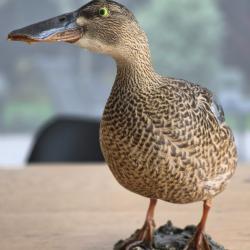 Canard souchet naturalisé, femelle