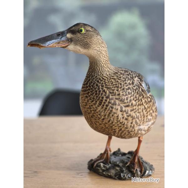 Canard souchet naturalis, femelle