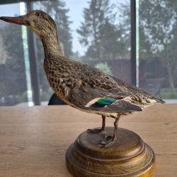 Sarcelle naturalisée femelle