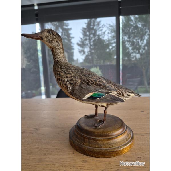 Sarcelle naturalise femelle