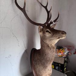 Trophée de chasse cerf 10 cors