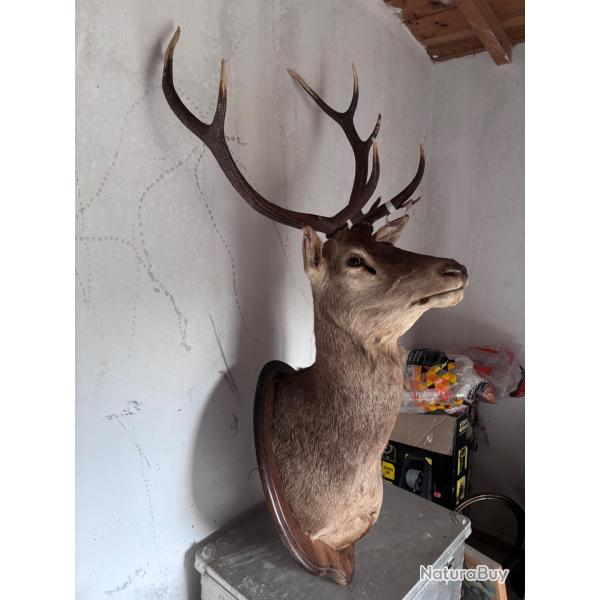 Trophe de chasse cerf 10 cors