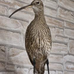 Courlis cendré naturalisé