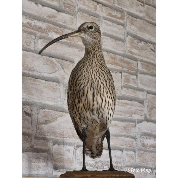 Courlis cendr naturalis