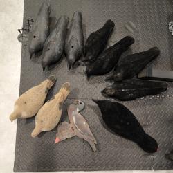 Lot de Formes de corvidés