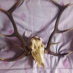 bois et crâne de cerf