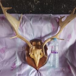 crâne et bois de daim