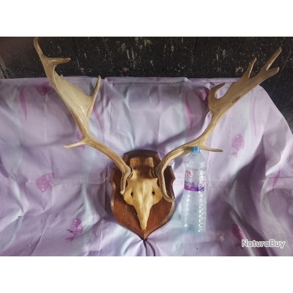 crne et bois de daim