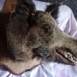 tête de sanglier