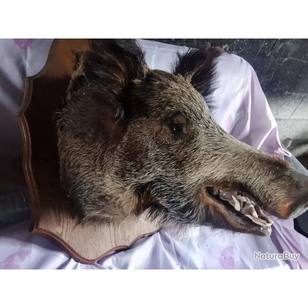 t�te de sanglier