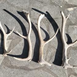 Lot de 4 bois de cerf rong&eacute;s mue corne