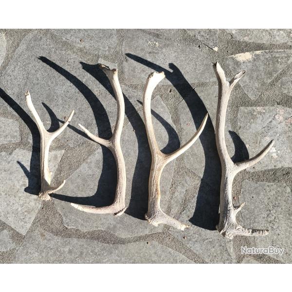 Lot de 4 bois de cerf rong�s mue corne