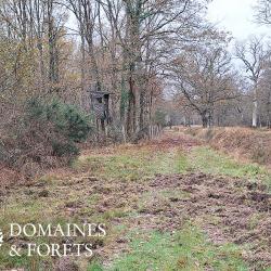 Propriété de Chasse en Sologne d'environ 15 hectares DF-1152-S