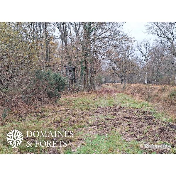Propri�t� de Chasse en Sologne d'environ 15 hectares DF-1152-S