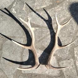 Paire de bois de cerf 8 cors mue troph&eacute;e corne