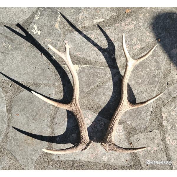 Paire de bois de cerf 8 cors mue troph�e corne