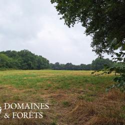 Propriété en Sologne (41) d'environ 80 hectares DF-1149-S