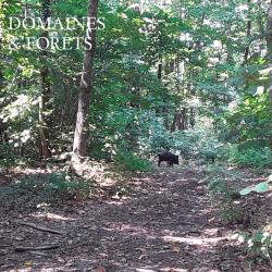 Propriété de Chasse dans le Maine-et-Loire (49) d'environ 112 hectares entièrement clos DF-1148-A