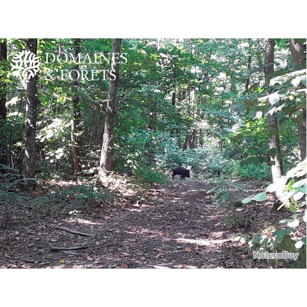 Propri�t� de Chasse dans le Maine-et-Loire (49) d'environ 112 hectares enti�rement clos DF-1148-A