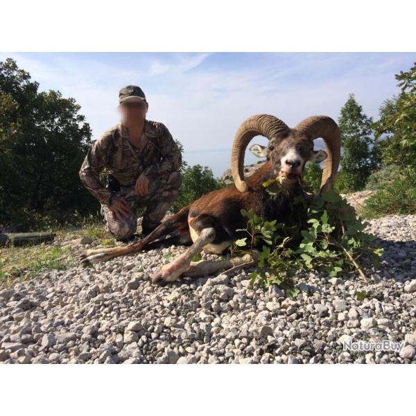 La chasse du mouflon en Croatie avec un Monde de Chasse