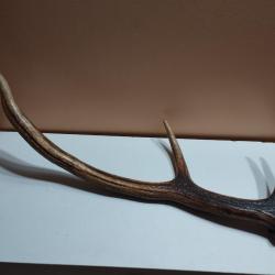 BOIS MUE CERF VERNIS 58CM POUR DECO