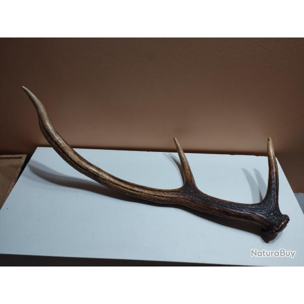 BOIS MUE CERF VERNIS 58CM POUR DECO