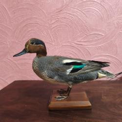 Sarcelle d'hiver male naturalisée