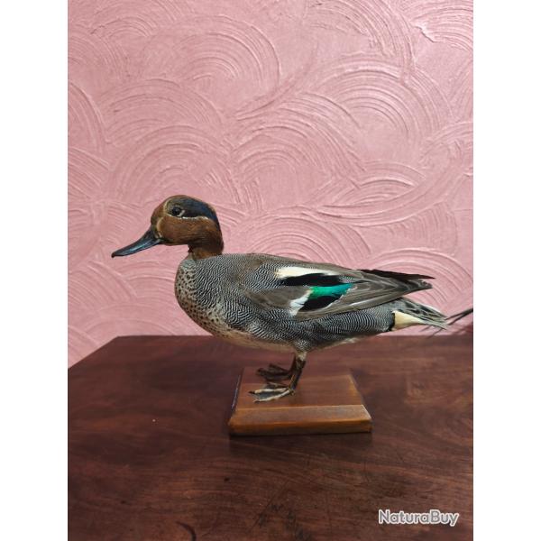 Sarcelle d'hiver male naturalis�e