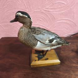 Sarcelle d'été male naturalisée